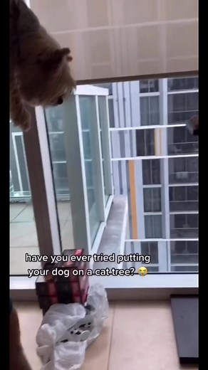 Freaky Friday 🔄 #germanshepherd | Thegoodhype