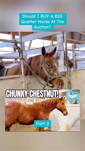 Buying a Big Quarter Horse at Auction: Pros and Cons