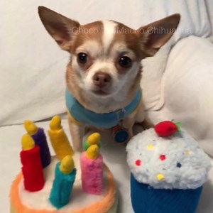 1.4K views · 807 reactions | (Gloria Jean Chalfan) Happy birfday Mara Bailey ❤️ | Choco the Macho Chihuahua | Facebook