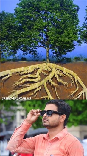 Nature’s Underground Communication System