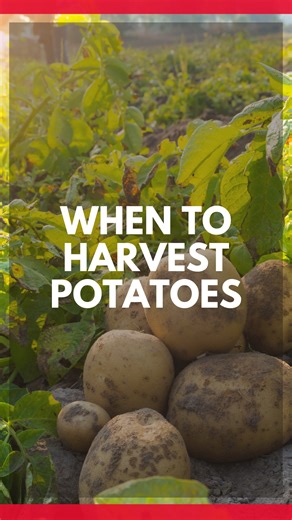 🥔Know When To Harvest Your Potatoes! . #growyourownfood #hoss #growhoss #gardeningtips #harvestingpotatoes #backyardgrocerystore | Hoss