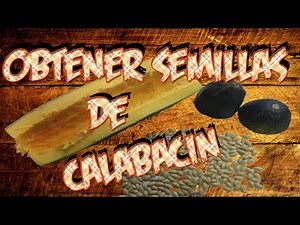 How to Get Zucchini Seeds || Organic Seeds || Toni's Garden