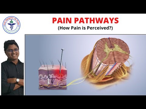 Pain Pathways | Anesthesiology | Lecture 05