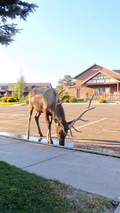 This is a longer video shot with an @insta360 x4 setup on a small tripod. You can hear me talking in the background explaining the camera but in the foreground - if you wait for it - you’ll see Split 5 charge this young bull near the beginning of the rut. It’s a pretty cool interaction not everyone gets to see. #Photography #wildlife #nature #colorado #goodbull #elk #bullelk #wapiti #fblifestyle | Good Bull Outdoors