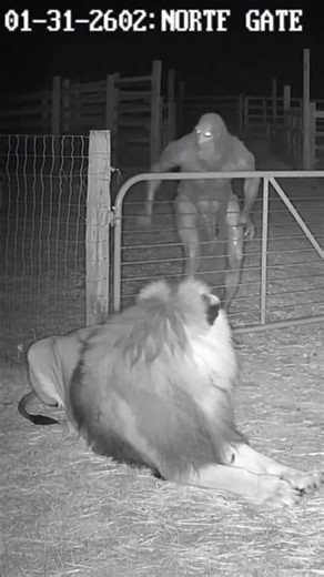 Lion Sleeping Outside Sheep Gate 🦁🐑 Night CCTV Footage Shocks Everyone 😳 #shorts