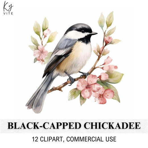 Black-capped Chickadee Watercolor Clipart: 12 Bird Illustrations (digital Download) - Etsy