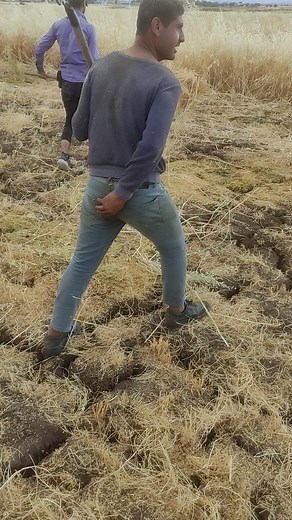 Harvesting Techniques for Dry Grain Crops