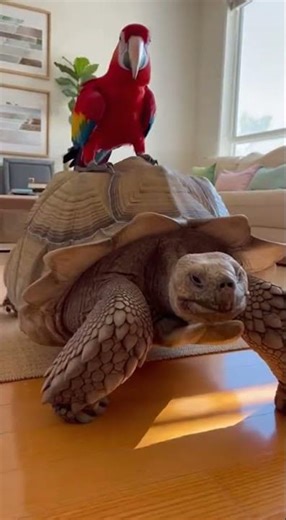 Parrot Cop 🚨 Pulls You Over While Riding a Tortoise 😂 | Funniest Animal Duo #Shorts