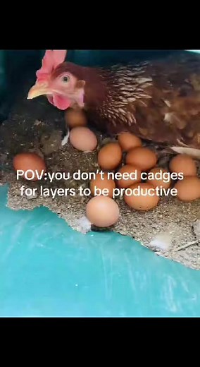 home made layers cage | Ukukhanya Farming Project