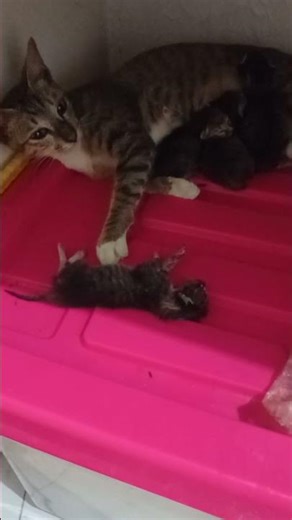 One of Baby Kittens Died, The Mommy Is So Sad #babykittens #newbornkittens #shorts