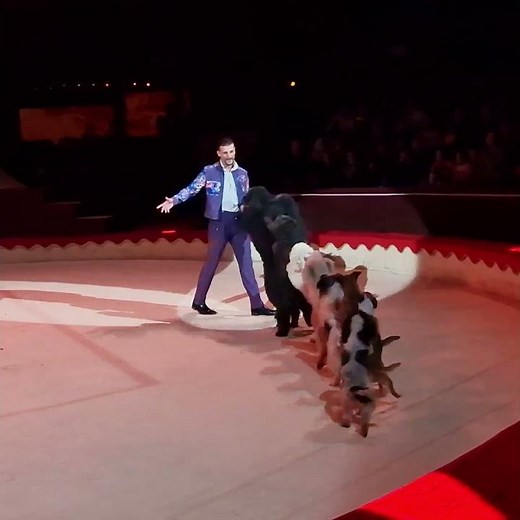 Thomas Lacey - Dog act - 16th Budapest Circus Festival 2026