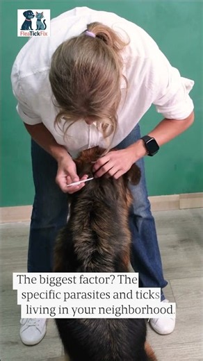 Simparica vs Nexgard: 3 Factors Your Vet Considers #Shorts
