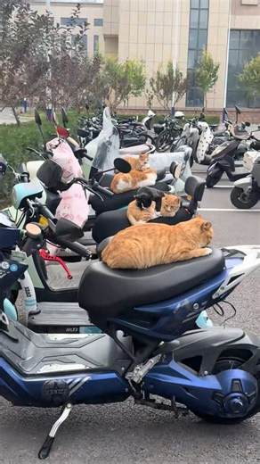 Cat Pictures Folder on Instagram: "Cat parking! 😻"