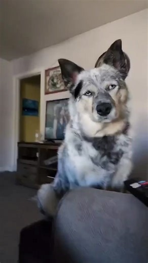 Border Collie on Instagram: "🐶 Such a stunning Border Collie Mix 🥹❤️ Don't miss out, turn on post notifications or follow @border.collie.ig Tap the link in our bio to see more adorable pets Reach out via DM for content removal or credit inquiries. #bordercollies #bordercolliecross #bordercollielover #bordercolliepuppies #bordercollielife bordercolliegram bordercolliesofig bordercollieofinstagram bordercolliepuppy doglovers petsofinstagram"