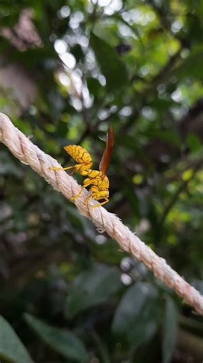 How Do Wasps Make Their Nest