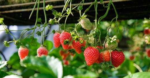 Que planter et semer au jardin au mois d'août ?