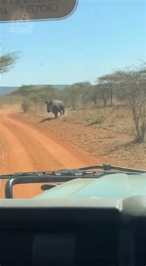 POV: You try to back away from an angry rhino, but it's too late. That moment the tire popped... pure panic. What would you do? #wildlife #WildAnimalEncounters #Rhino #BlackRhino #Africa #SafariGoneWrong | Wild Animal Encounters