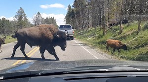 Have you ever been in a "bison jam"? I've been in plenty. And I always slow down and give them the right of way. Bison are the largest land mammal in North America. They go where they want to go, and do what they want to do. Note the rambunctions bison calf that lopes alongside its mother at the end. #outdoors #nature #animals #bison | Michael Hodges, Author