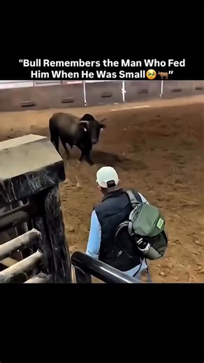 FACTS FRENZY on Instagram: "Animals have a strong memory for scents. A bull can recognize a person from the smell even after years. When you feed or care for an animal in its early days, your scent becomes part of its memory. Bulls rely on this sense more than sight or sound. This shows how strong the bond between smell and memory is in animals. (no copyright intended, DM for credit or removal) #knowledge #animals #history #viral #bull"