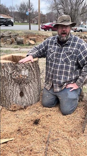 Building a Bee Hive From a Tree Trunk