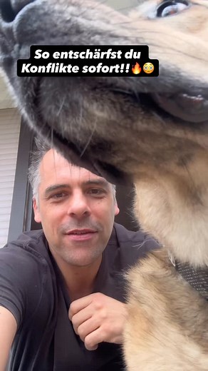 ✨ Wenn du Ärger mit deinem Hund hast – mach es nicht noch schlimmer. ✨ Viele Konflikte entstehen nicht aus dem Nichts. Sie entstehen durch unsere Reaktion auf das Verhalten des Hundes. 🧠🐕 Wenn du gestresst bist, genervt reagierst, laut wirst, ziehst oder Druck machst, passiert immer eines von drei Dingen: 1️⃣ Dein Hund rebelliert 2️⃣ Er geht in Gegendruck 3️⃣ Oder er wird unsicher und ängstlich 🔥 Und genau das verschärft die Situation. Wenn du klug bist, gießt du kein Benzin ins Feuer, sonder