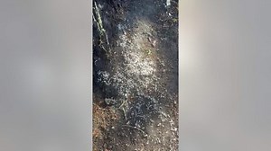 What's causing recent swarms of termites in the Bay Area, and when homeowners should worry