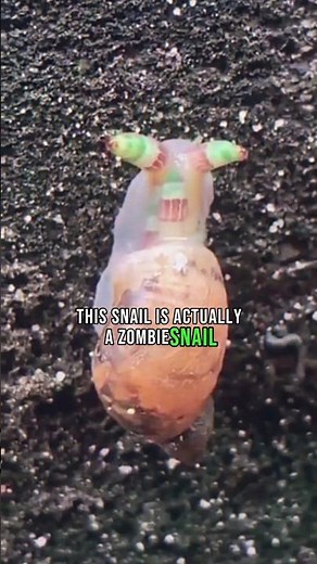 The zombie snail and a mind-controlling parasite. 🐌
