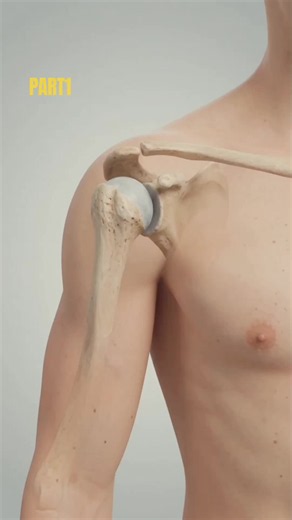 Rotator Cuff Anatomy: Why Your Shoulder Feels Weak Overhead