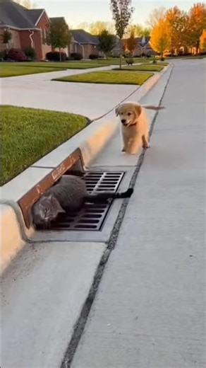 Ultimate Animal Fails & Funny Moments Compilation! 😂🐾