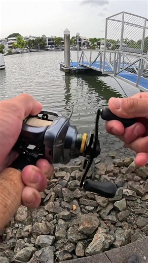 Mangrove Jack Fishing Highlights