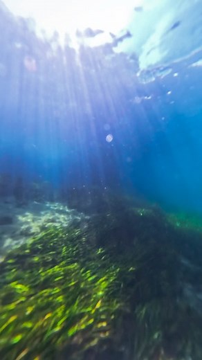1K views · 35 reactions | Continuing with the incredible scenery of the Rainbow River in Florida. At this point of the river, I was checked out by some curious sunfish. They came right up to me to see what’s this big o’ thing floating, and just as quickly as they came, they lost all interest in me 路‍♂️ | TMK Aquarist | Facebook