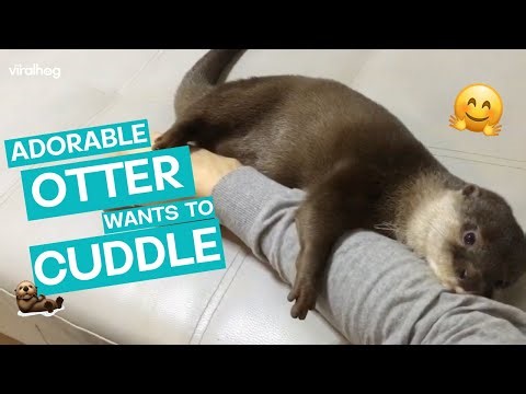 Otter Loves To Cuddle Human || ViralHog