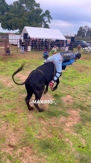 1.5K reactions · 14 shares | FLAMITA DE JALISCO VS EL CHABELO DE RANCHO CASTILLO DE GRABIEL VASQUEZ UNA GANADERÍA NUEVA DE ESTADO DE CALIFORNIA | Máximo Antonio | Facebook