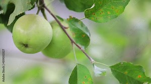 Green apples on tree in an orchard. Leaves are infected with a common fungus, cedar-apple rust disease and have left lesions on the leaves. Selective focus with blurred foreground and background. Stock Video