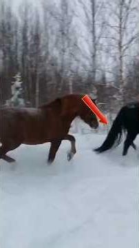 When Snow Turns Animals Into Kids Again #shorts