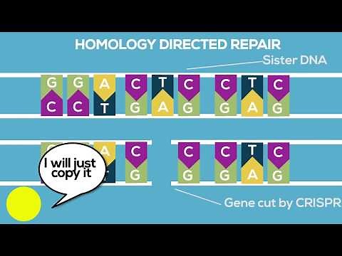 What is CRISPR Cas9? (Explanation for Kids)