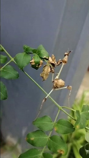 Alien Looking Mantis on My Hand! Stunning Macro View