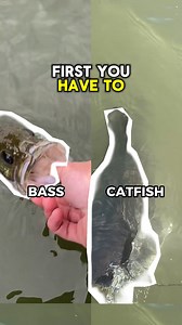 🎣 Fishing Bass vs Catfish: What’s the Difference? From the fight to the gear, bass and catfish offer two totally different fishing experiences. Which one do you prefer chasing? Grab a Bass Surprise Box or Catfish Surprise Box and see what’s inside! 🎁 Tap the link to choose your box: https://kast.vip/kIrG4 #KastKing #summerfishing #FishingGear #BassFishing #catfishfishing | KastKing