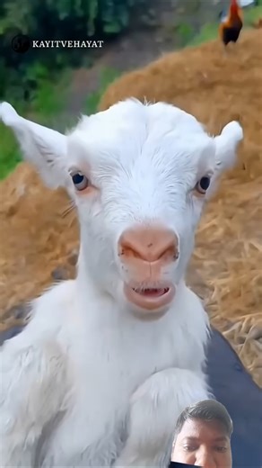 #facts #mehuljainpaheliyan #amazingfacts #changeyourmindsetchangeyourlife #guess animals sound