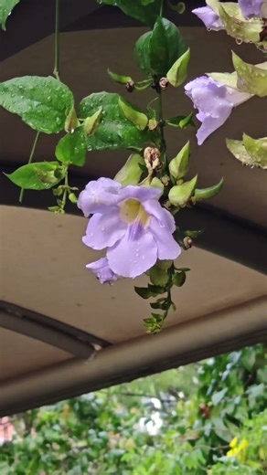 美しい花，漂亮的花，아름다운 꽃들，Beautiful flowers，सुंदर फूल，Bunga-bunga yang indah，De magnifiques fleurs