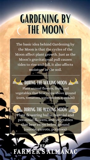 Gardening by the Moon is a great way to plan your garden. Many folks follow the age-old practice of planting by the Moon’s phase for healthier, more productive crops, so if you're interested. . . here's your how-to guide! Almanac.com/Content/Planting-by-the-Moon | The Old Farmers Almanac