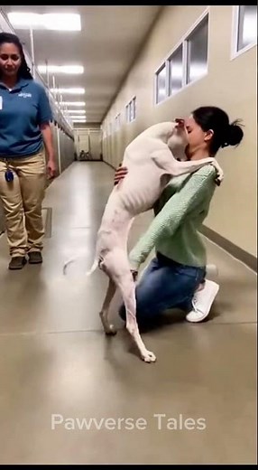 The Shelter Dog Was Wagging… and Crying at the Same Time 🐾💔#rescuedog #dogadoption #animalshelter