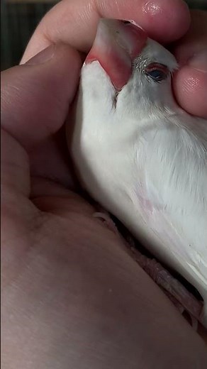 白文鳥も可愛いよね #shorts #小鳥 #文鳥