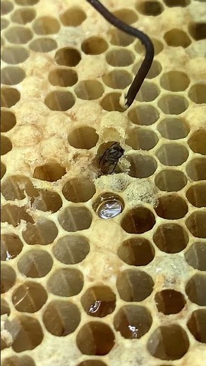 Worker Bee Emerging From Its Cell | A New Life Begins! 🍯 #Shorts