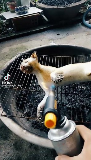 new delicious bingus recipe *chinese edition* 🇨🇳🐱