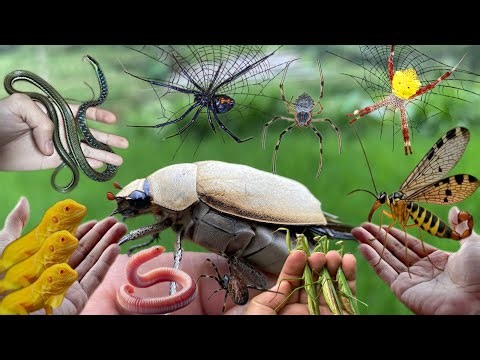 catching insects around us