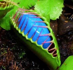 2.5M views · 10K reactions | Unbelievable plant life hacks you should try! | 5-Minute Crafts Family | Facebook