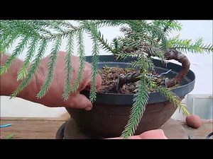 Bonsai de Araucaria