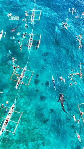 Oslob Whale Shark Experience, Cebu Philippines 🇵🇭 Swim with gentle giants in crystal clear waters an unforgettable Cebu moment. #cebu #cebuislandguideph #visitcebu #oslob #whaleshark #cebuph #philippines #travelph | Cebu Island Guide