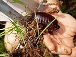 The world's heaviest cockroach is rescued after being washed out of his burrow
